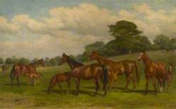 Mares and Foals