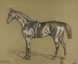 A Study of the Racehorse 'Chillington'