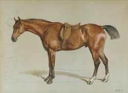 A Chestnut Racehorse Study