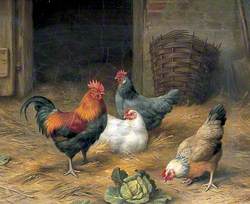 Cockerel and Three Hens