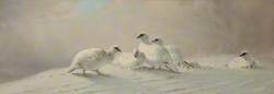 Ptarmigan