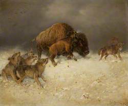 Bison and Wolves