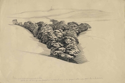 Wood in Valley