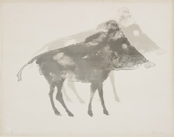 Boar