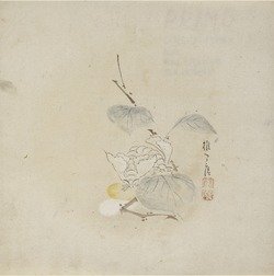 Two White Moths