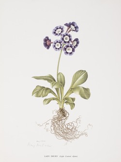 Lady Drury (Light Centred Alpine)
