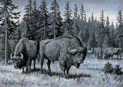 Dioramas of Pleistocene, 'Bison briscas' (Extinct European Bison)