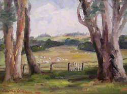 Sheep in Fields with Trees