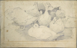 Group of Eight Geese