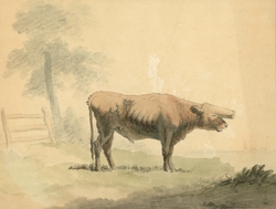 Ox (grotesque) ii