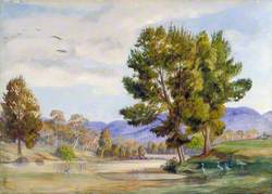 She Oak Trees on the Bendamere River, Queensland, and Companion Birds