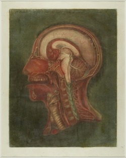 Print showing the internal structure of the human head and neck, France, 1748