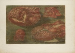 Print showing the internal structure of the human head and neck, France, 1748