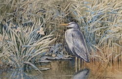 Bird Study – Heron