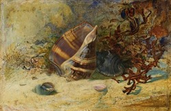Empty Houses (sea shells)