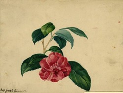 Camellia, from a sketchbook