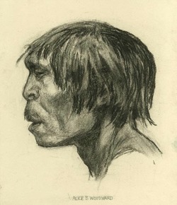 Peking Man