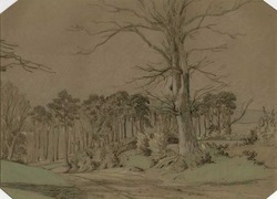 Study of Trees