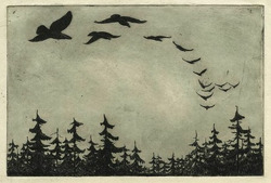 Flight of Birds over Pine Trees
