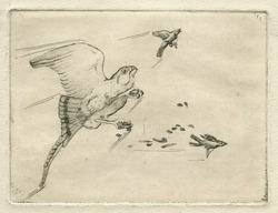 Bird of Prey