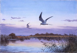 Common Terns over Heigham Sound, Hickling