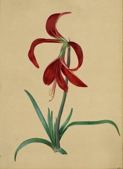 Amaryllis Lily or Jacobean Lily