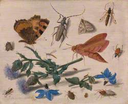 Butterflies, Moths and Insects with Sprays of Creeping Thistle and Borage