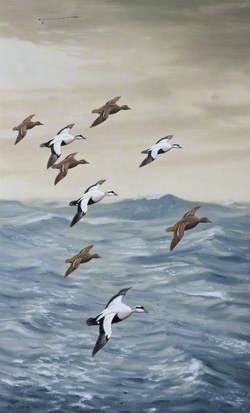Eiders at Sea