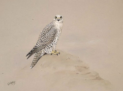 Gyrfalcon