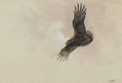 Golden Eagle Soaring