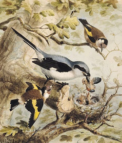 Goldfinches and Great Grey Shrike