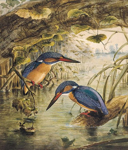 Kingfishers