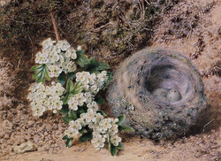 Bird's Nest and Hawthorn (1869)