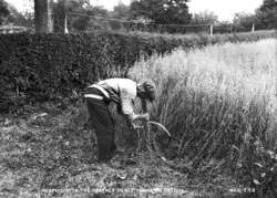 Reaping with the Toothed Sickle, Toome Co. Antrim