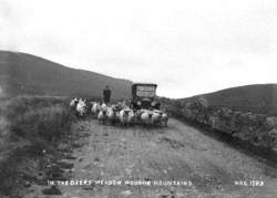 In the Deer's Meadow, Mourne Mountains