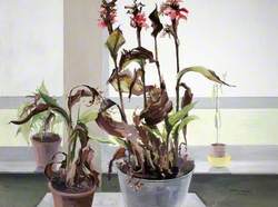 Canna Orchids