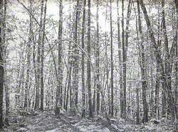 Wood at Mostinica Gorge, Slovenia