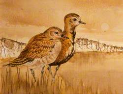 Golden Plover