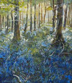 Bluebells, Tullymore Forest