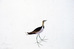 Pheasant-Tailed Jacana