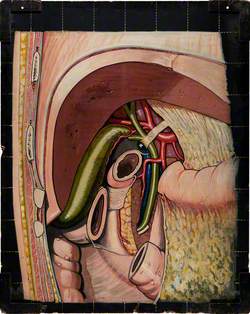 Illustration of the Insides of a Human Body