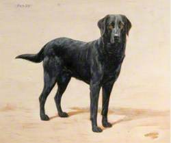 'Pandy', a Black Labrador