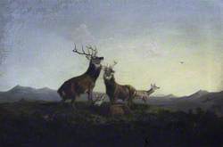 A Pair of Highland Stags Rutting