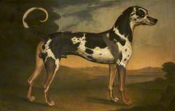 A Harlequin Great Dane Called 'Turpin'