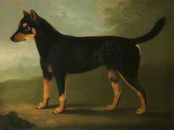 A Dog with Dark Tan and Pale Tan Markings with a Mask-Like Marking on its Face, in a Landscape