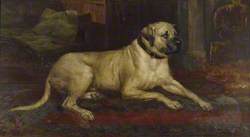 A Lyme Mastiff 'Lion' in the Entrance Hall at Lyme