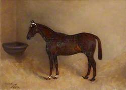 'Carlow', a Bay Horse in a Stable