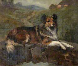 'Tess', a Collie, Resting in a Landscape