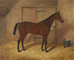 'Carrick', a Bay Hunter in a Stable