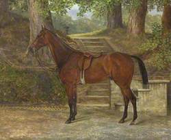 'Nickname', a Saddled Bay Hunter, by Steps
